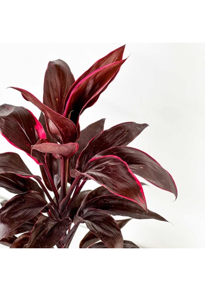 Cordyline Tango ( Kordilin Bitkisi ) - Ruby Pembe Saksılı fiyatları