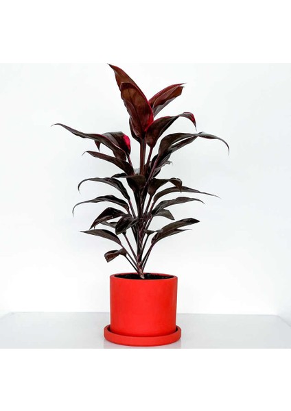 Cordyline Tango ( Kordilin Bitkisi ) - Ruby Kırmızı Saksılı