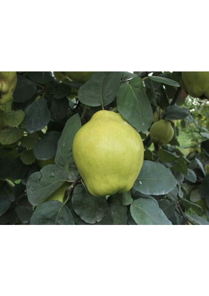 - Ege 22 / Istanbul Ayva Fidanı (140 - 150 Cm. Boy / Seçkin Çeşit / Tüplü)