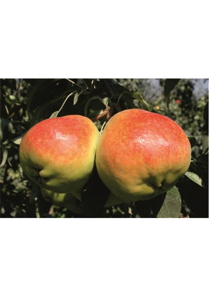 Deveci Armut Fidanı 140 - 150 Cm. Boy / Seçkin Çeşit / Açık Kök)