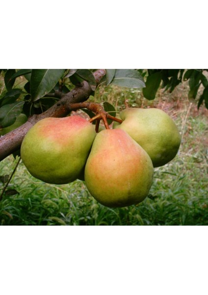 Deveci Armut Fidanı 140 - 150 Cm. Boy / Seçkin Çeşit / Açık Kök) fiyatları