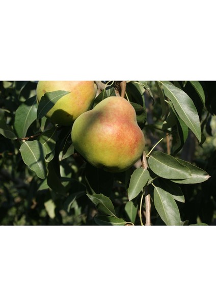 Deveci Armut Fidanı 140 - 150 Cm. Boy / Seçkin Çeşit / Açık Kök) modelleri