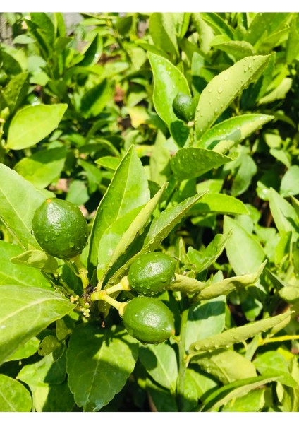 Doğa Çiçekçilik Limon Fidanı ( Meyveli ) Limon Ağacı Fidanı Yediveren Mayer Limon Fidanı