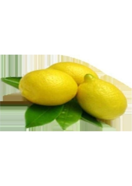 Tüplü Aydın Limon Fidanı