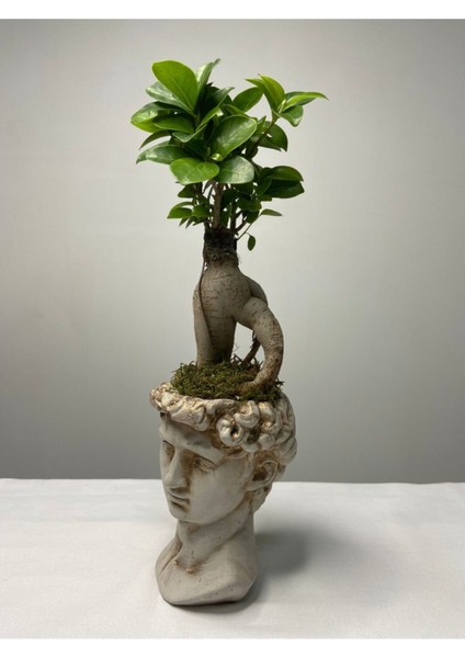 Doğa Çiçekçilik David Saksıda Ficus Gingseng Bonsai Tasarım