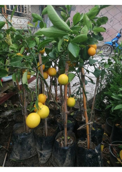 Doğa Çiçekçilik Limon Fidanı Yediveren 80-100CM