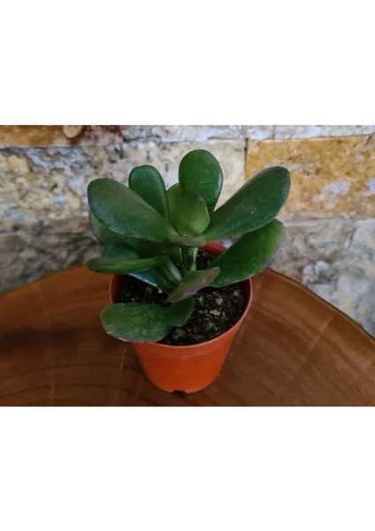 Doğa Çiçekçilik Sukulent Crassula Para Çiçeği 5.5 cm Saksı Çiçek Süs Bitkisi