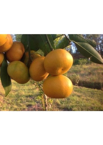 Doğa Çiçekçilik Tüplü Fidan Okitsu Mandalina Fidanı