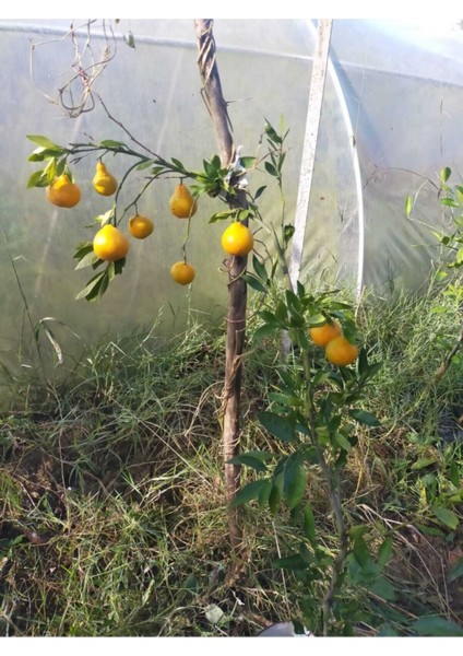 Doğa Çiçekçilik Mandalina Fidanı (Rize Mandalinası)