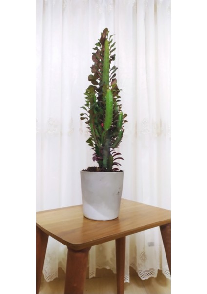 Doğa Çiçekçilik Süt Ağacı Euphorbia Trigona 60 cm Dekoratif Saksıda