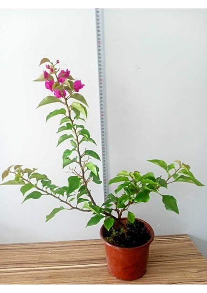 Bodur Begonvil Bougainvillea (Ev - Balkon Begonvil)