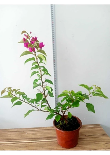 Doğa Çiçekçilik Bodur Begonvil Bougainvillea (Ev - Balkon Begonvil)