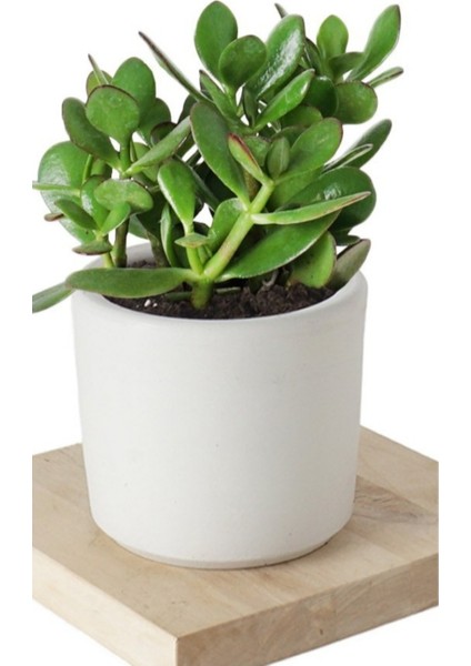 4 Adet Crassula Ovata Şans Para Çiçeği Şık Dekoratif Saksıda