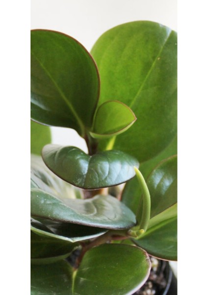 Peperomia Obtusifolia
