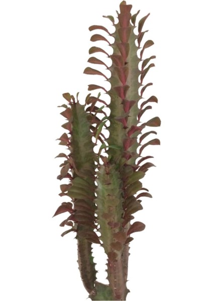 Doğa Çiçekçilik Euphorbia Trigona Rubra Süt Ağacı Kaktüs 40 cm