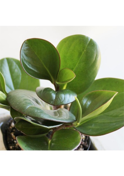 Peperomia Obtusifolia