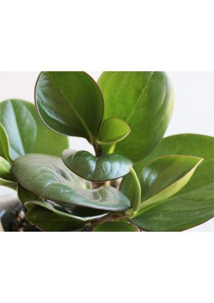 Peperomia Obtusifolia