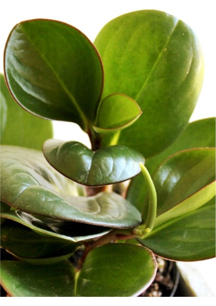 Peperomia Obtusifolia