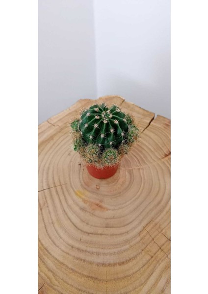 Echinopsis Oxygona Kaynana Topuzu Bol Yavru Veren Kaktüs 5,5 cm Saksıda