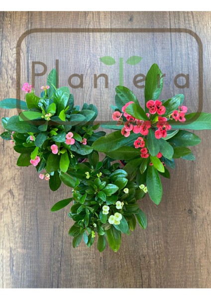 Euphorbia Milii - Dikenler Tacı - Üçlü Set