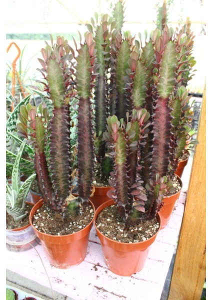 Doğa Çiçekçilik Euphorbia Trigona Red