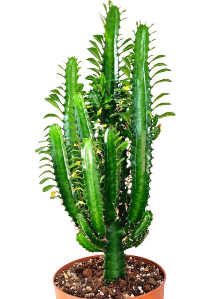 Doğa Çiçekçilik Yeşil Süt Ağacı Kaktüs - Euphorbia Trigona