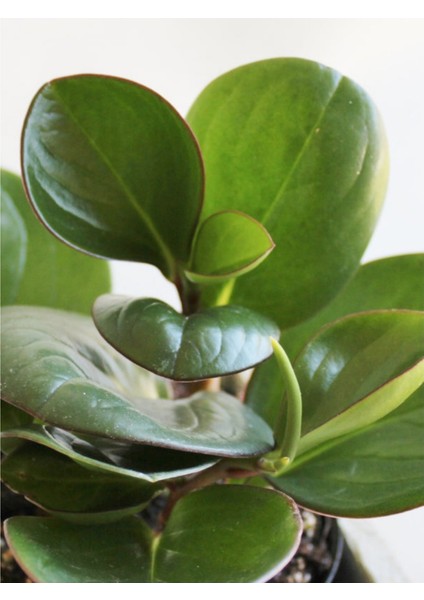 Peperomia Obtusifolia