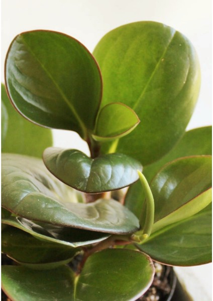 Peperomia Obtusifolia