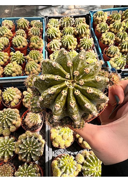 Echinopsis Oxygona Kaktüs (Bol Yavrulu Kaynana Topuzu) - 8,5 cm