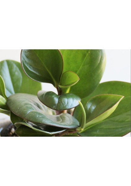 Peperomia Obtusifolia