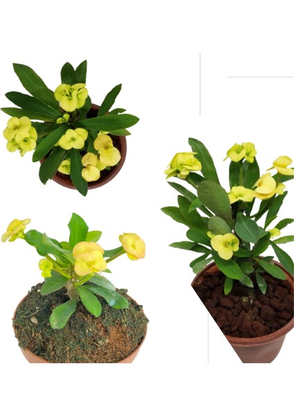 Sarı Dikenler Tacı