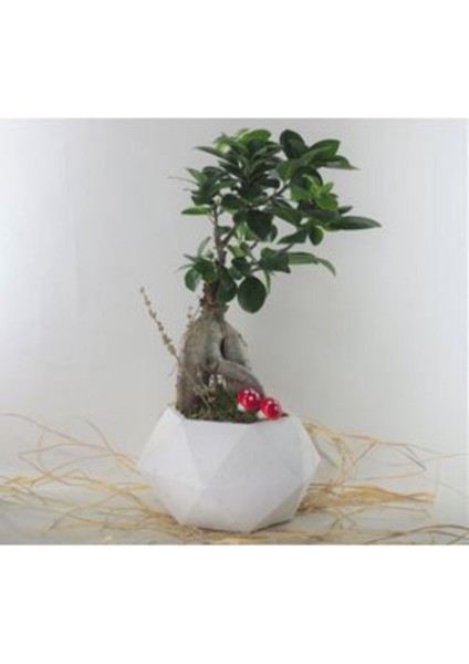 Doğa Çiçekçilik Ficus Ginseng Bonsai Beyaz Geometrik Beton Saksıda Canlı Çiçek