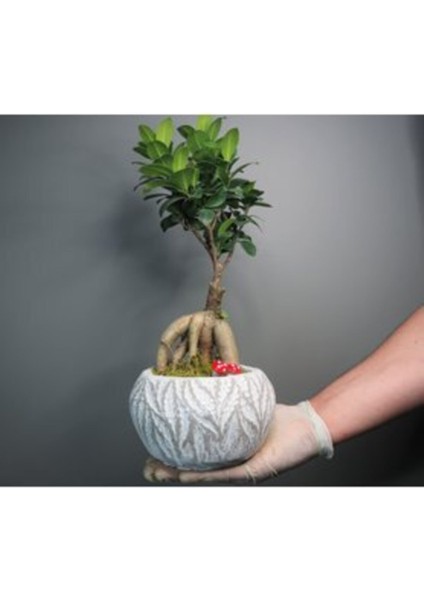 Ficus Ginseng Bonsai & Beyaz Vane Beton Saksıda Hediyelik Canlı Çiçek