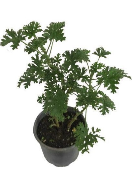 Doğa Çiçekçilik Pelargonium Odoratissimum - Itır Bitkisi