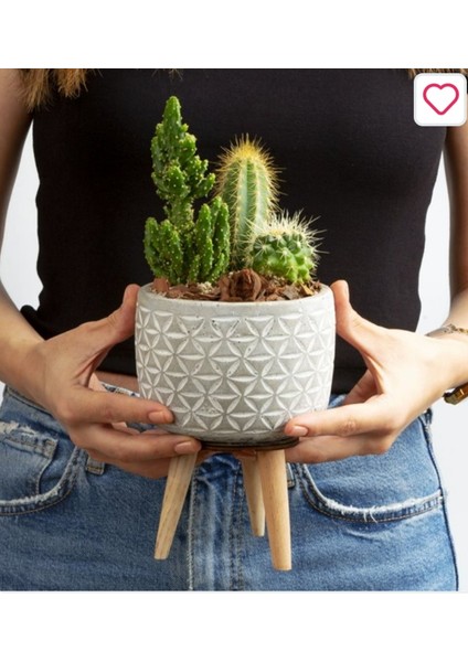 Ayaklı Şık Beton Saksıda Kaktüs Aranjmanı