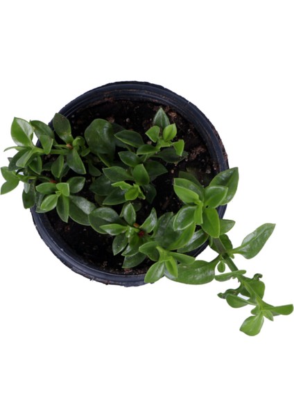 Buz Çiçeği,saksı'da Aptenia Cordifolia