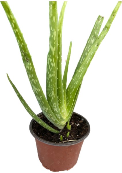 Aloevera
