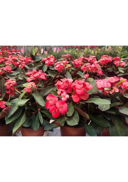 Dikenler Tacı Euphorbia Milii