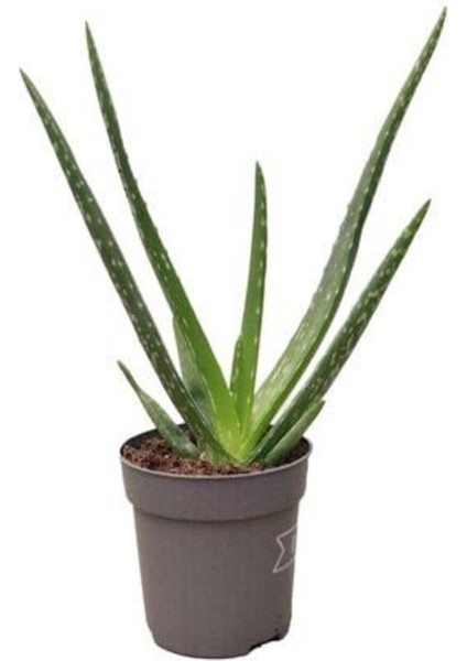 Çiçekçilik Aloe Vera Çiçeği Bitkisi