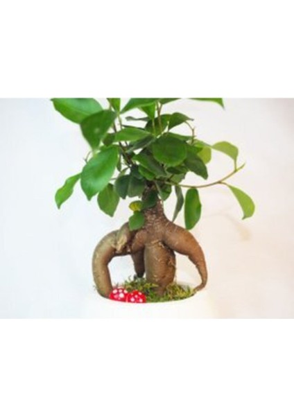 Doğa Çiçekçilik Ficus Ginseng Bonsai & Beyaz Venüs Beton Saksıda Hediyelik Canlı Çiçek