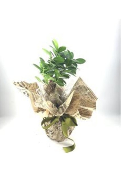 Ficus Ginseng Bonsai & Gazeteye Sarım Yeşil Kurdele Saksıda Hediyelik Canlı