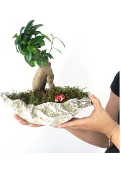 Doğa Çiçekçilik Ficus Ginseng Bonsai & Gri Roda Beton Saksıda Hediyelik Canlı Çiçek