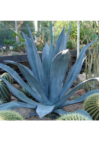 Agave Saksılı 10-20 cm