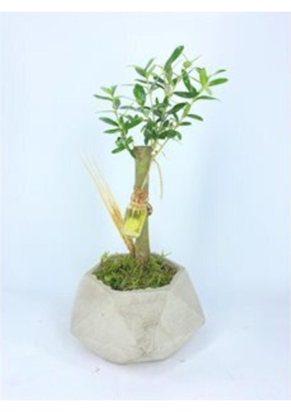 Doğa Çiçekçilik Zeytin Ağacı Bonsai & Gri Geometrik Beton Saksıda Hediyelik Canlı Çiçek