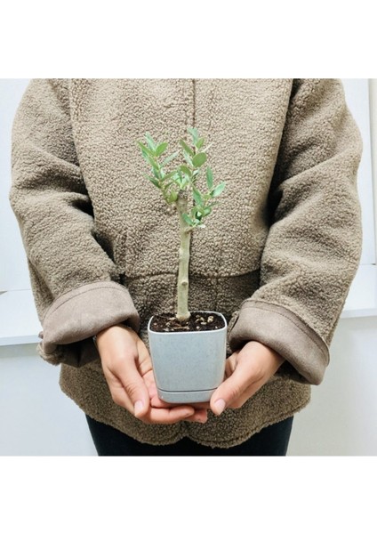 Ofis Için Uygun Gri Renk Lüks Saksıda Bonsai Zeytin Fidanı