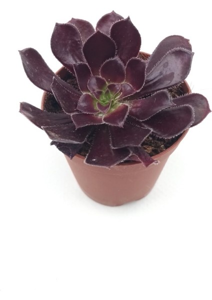 Doğa Çiçekçilik Aeonium Arboreum Zwartkop 5.5 cm Saksıda