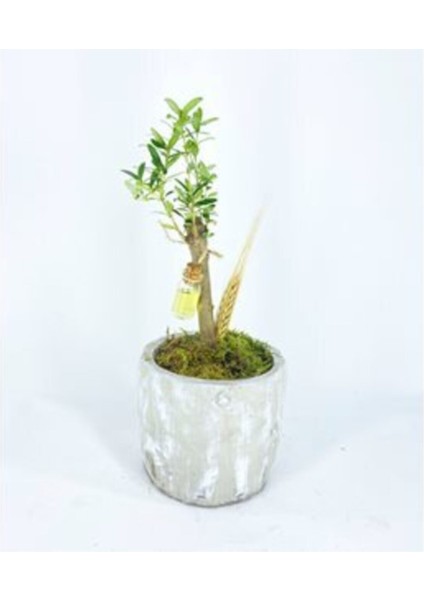 Zeytin Ağacı Bonsai & Eskitme Dalgalı Beton Saksıda Hediyelik Canlı Çiçek