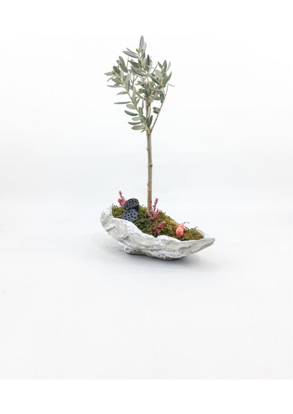 Beton Kaya Saksıda Zeytin Bonsai