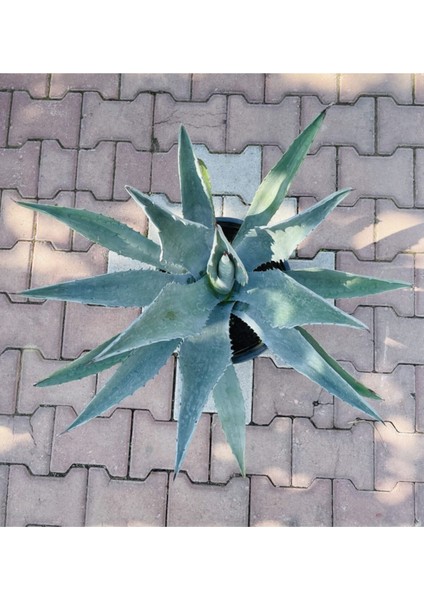 Agave Americana-(Sabırlık Yüzyıl Bitkisi)