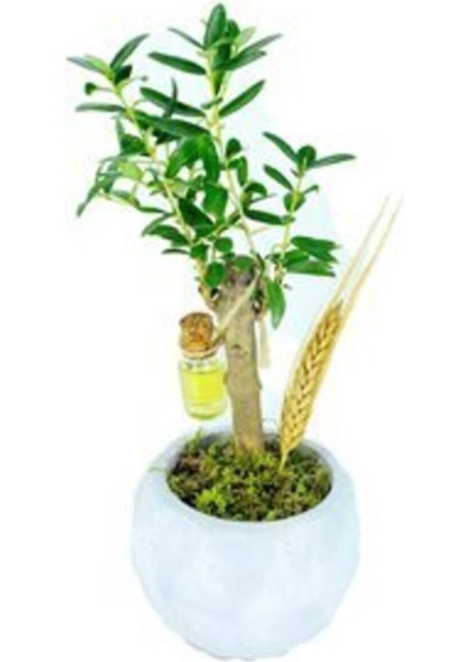 Zeytin Ağacı Bonsai & Beyaz Geometrik Beton Saksıda Hediyelik Canlı Çiçek